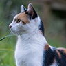 cat avatar testimonial